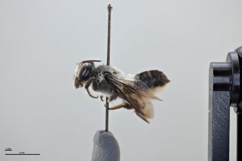 Media type: image;   Entomology 785768 Aspect: habitus lateral view